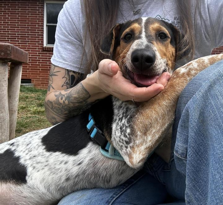 Enlarge Kaleid, a Adoptable mixed breed in Newland, NC image 1/5