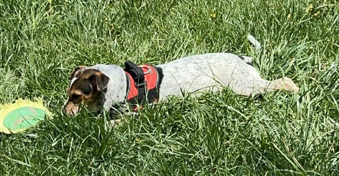 Enlarge Kaleid, a Adoptable mixed breed in Newland, NC image 5/5