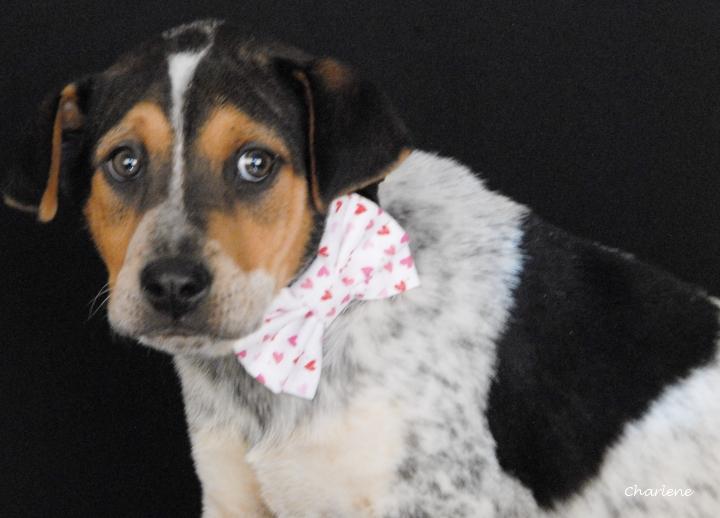 Kaleid, a Adoptable mixed breed in Newland, NC image 1/2