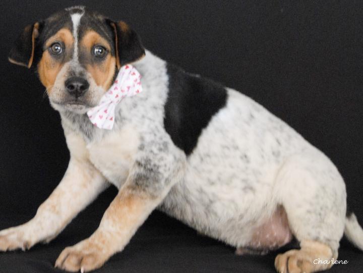 Kaleid, a Adoptable mixed breed in Newland, NC image 2/2