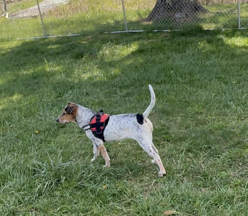 Enlarge Kaleid, a Adoptable mixed breed in Newland, NC image 3/5