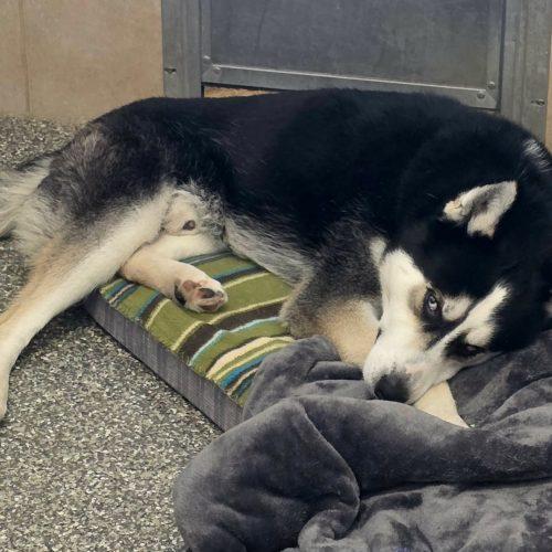 Savvy, Adoptable, Young Male Husky.
