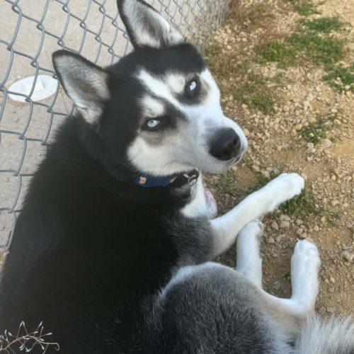 Enlarge Savvy, a Adoptable Husky in Elizabeth, IL image 2/5