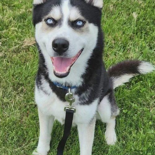Enlarge Savvy, a Adoptable Husky in Elizabeth, IL image 3/5