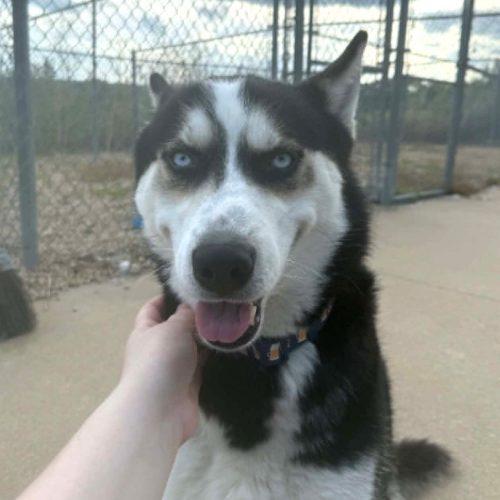 Enlarge Savvy, a Adoptable Husky in Elizabeth, IL image 4/5