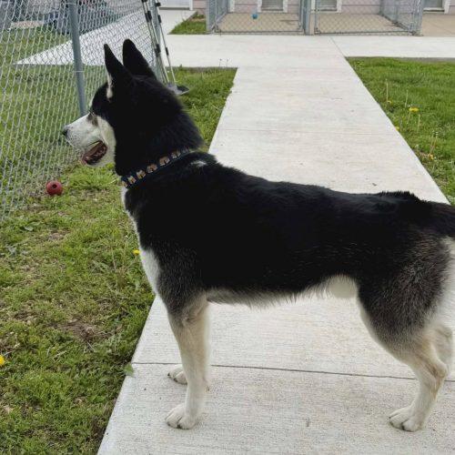 Enlarge Savvy, a Adoptable Husky in Elizabeth, IL image 5/5