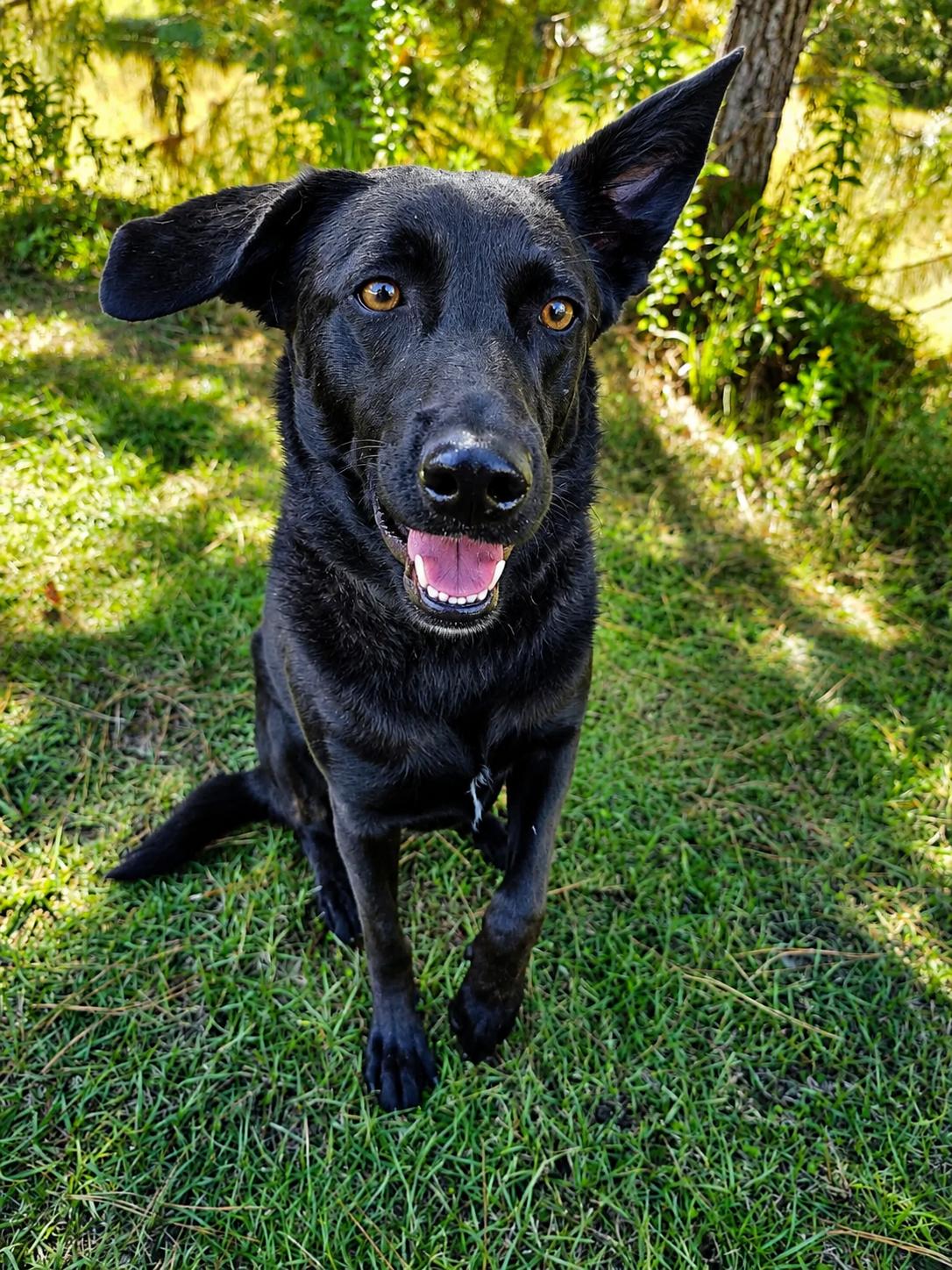 Enlarge Rousseau, a Adoptable mixed breed in Wyalusing, PA image 2/5