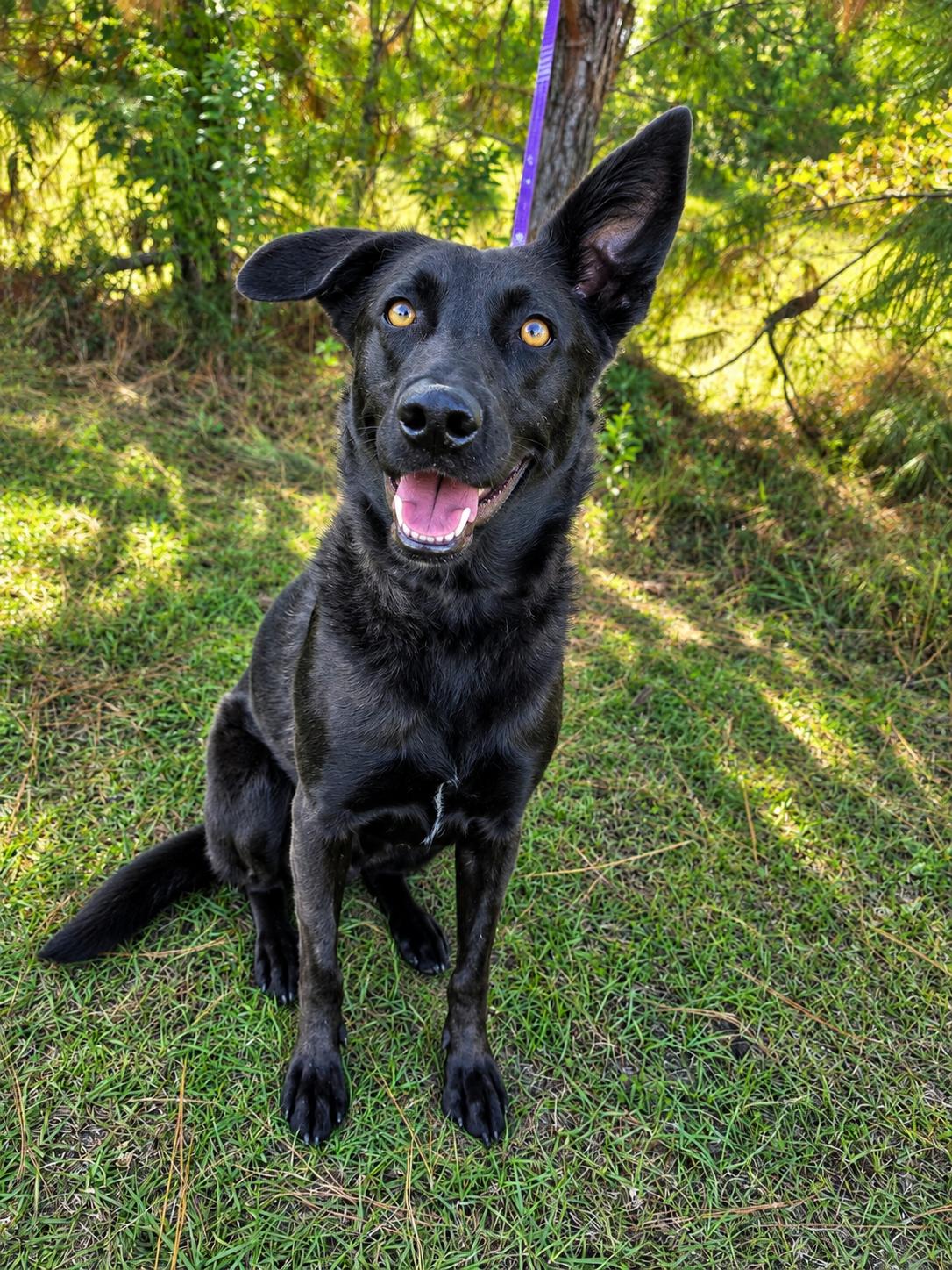 Rousseau, Adoptable, Young Male Dutch Shepherd & Labrador Retriever.