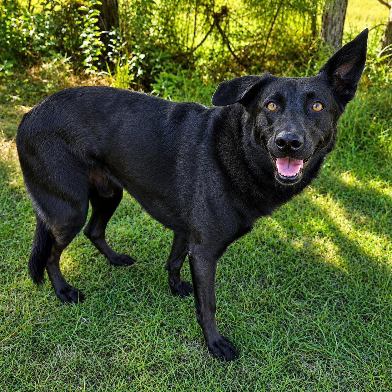 Enlarge Rousseau, a Adoptable mixed breed in Wyalusing, PA image 5/5