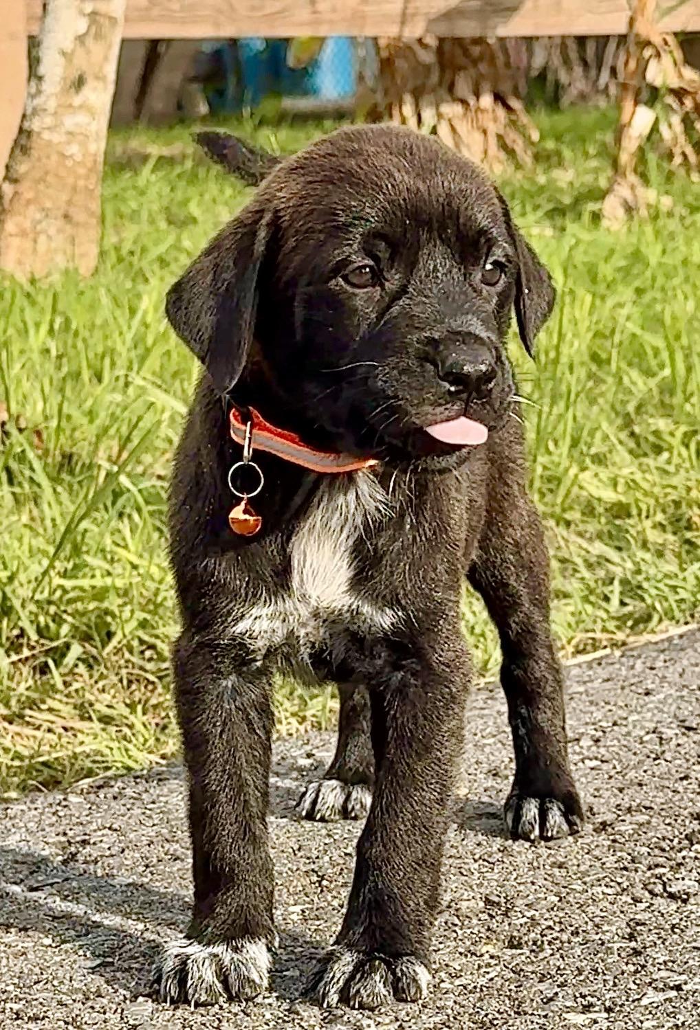 Enlarge Ozzy - Loving, Happy, loves people, gentle, Boy Puppy LOW ADOPTION FEE, a Adoptable mixed breed in Fort Lauderdale, FL image 4/6