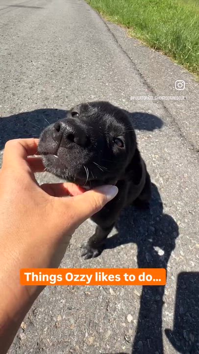 Enlarge Ozzy - Loving, Happy, loves people, gentle, Boy Puppy LOW ADOPTION FEE, a Adoptable mixed breed in Fort Lauderdale, FL video 2/6