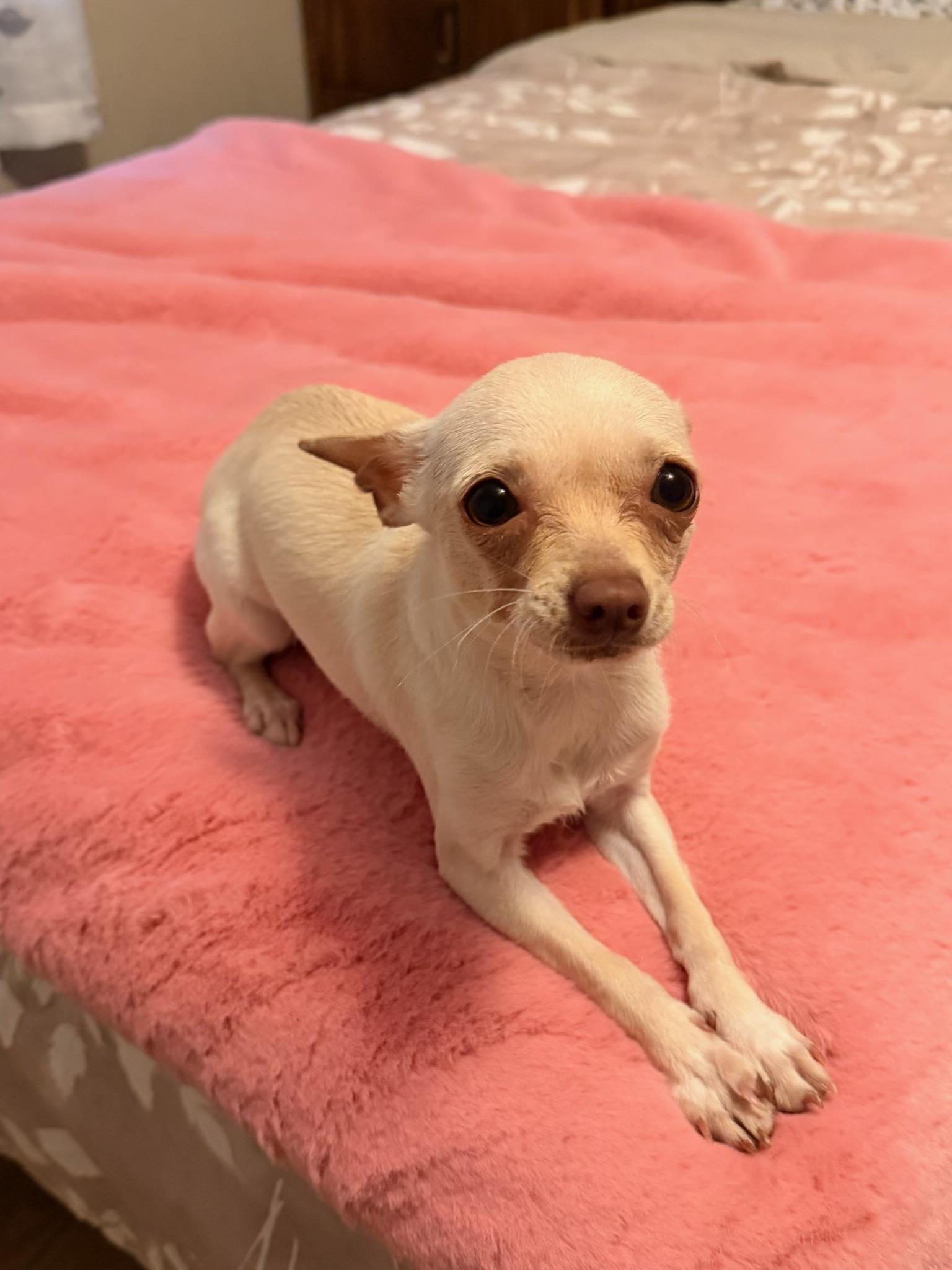 Minnow, adopted, Puppy Male Chihuahua.