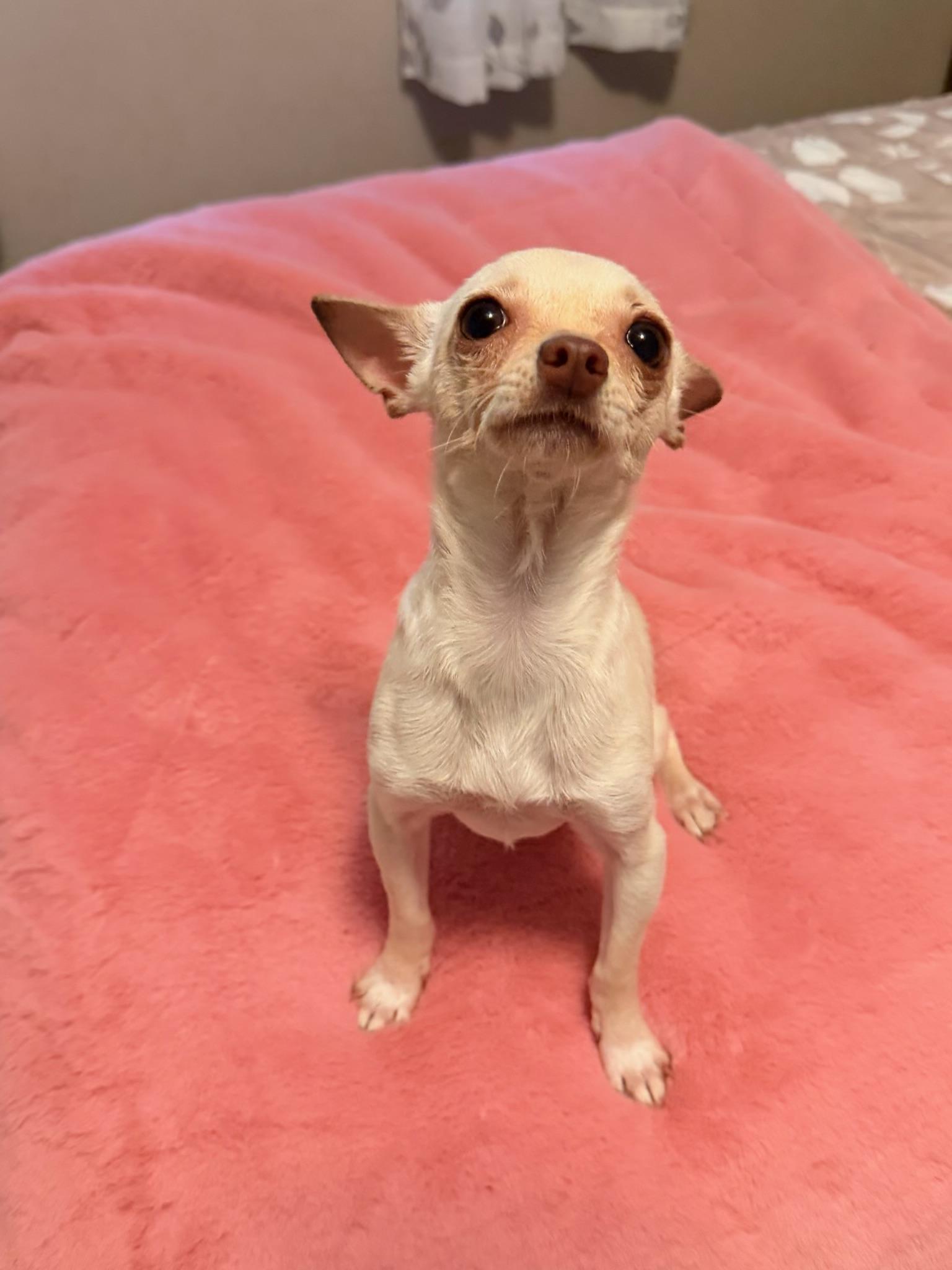 Enlarge Minnow, an adopted Chihuahua in North Freedom, WI image 2/3
