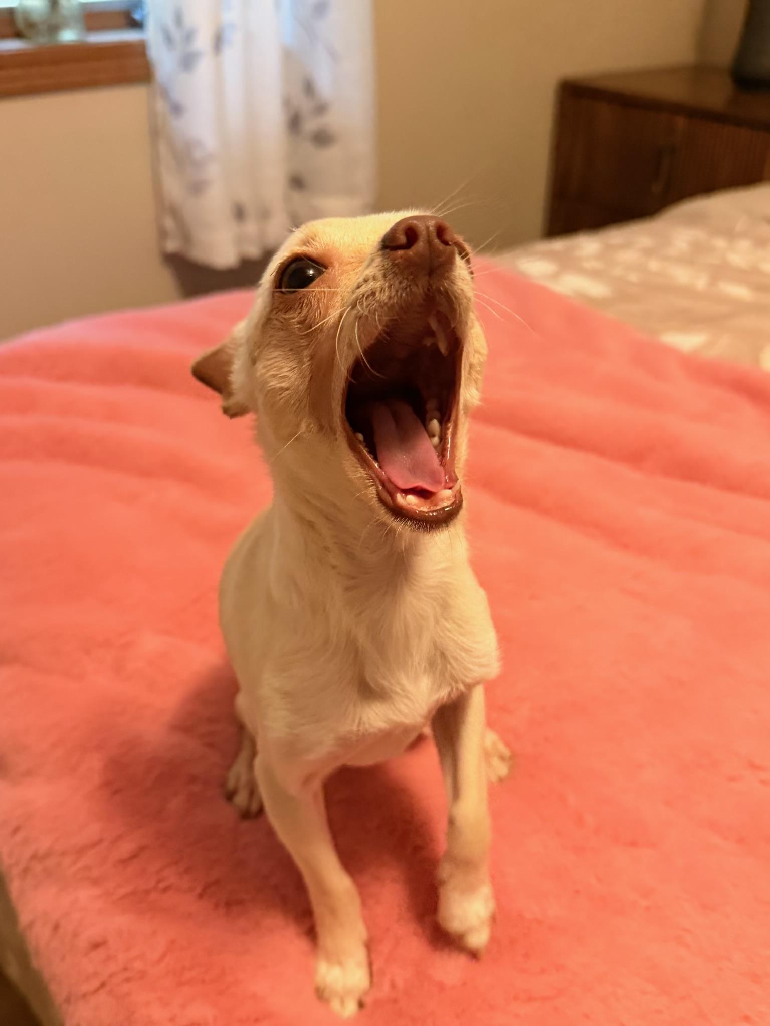 Enlarge Minnow, an adopted Chihuahua in North Freedom, WI image 3/3