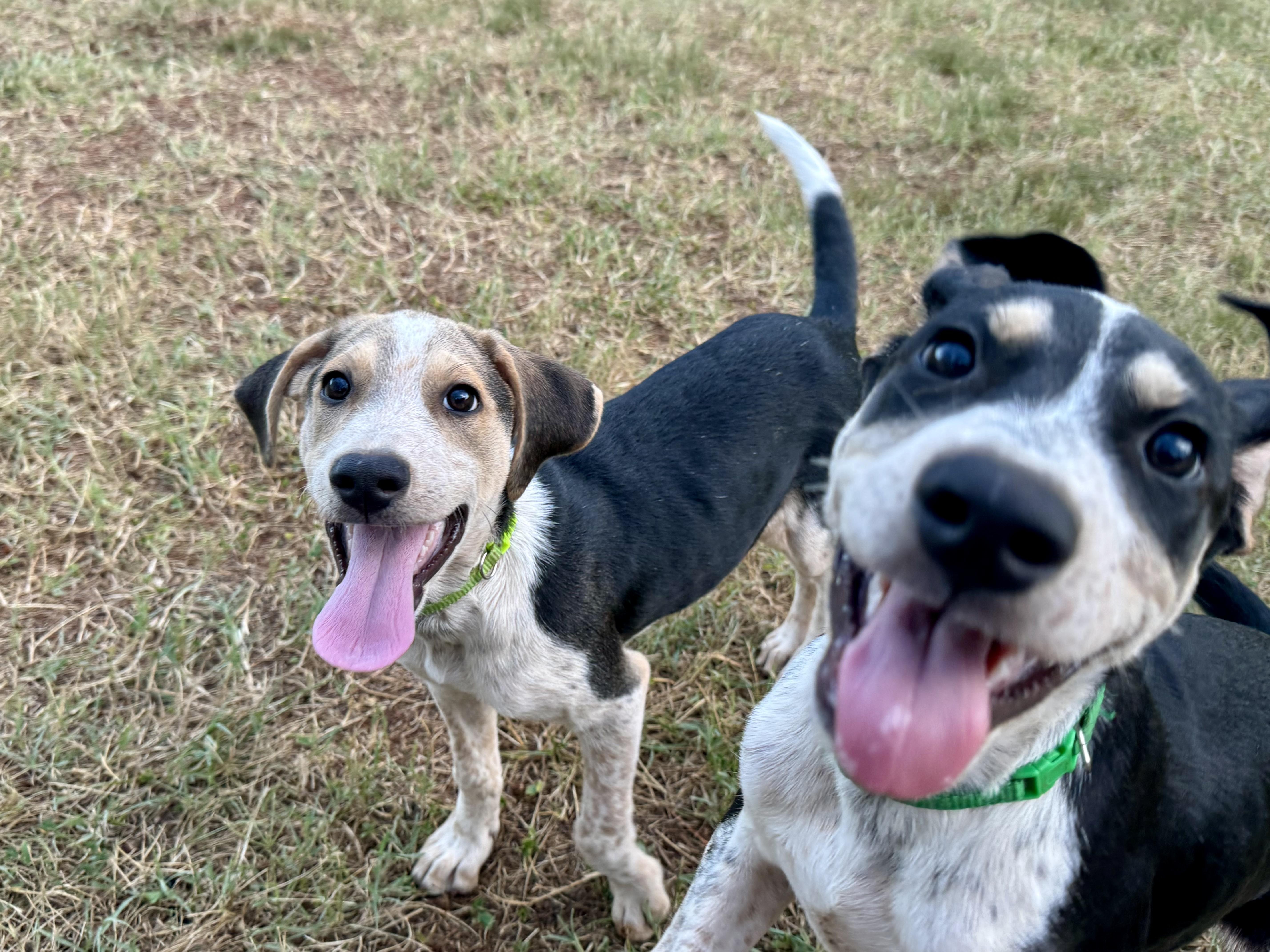 Atlas, a ADOPTABLE mixed breed in Maiden, NC image 3/5