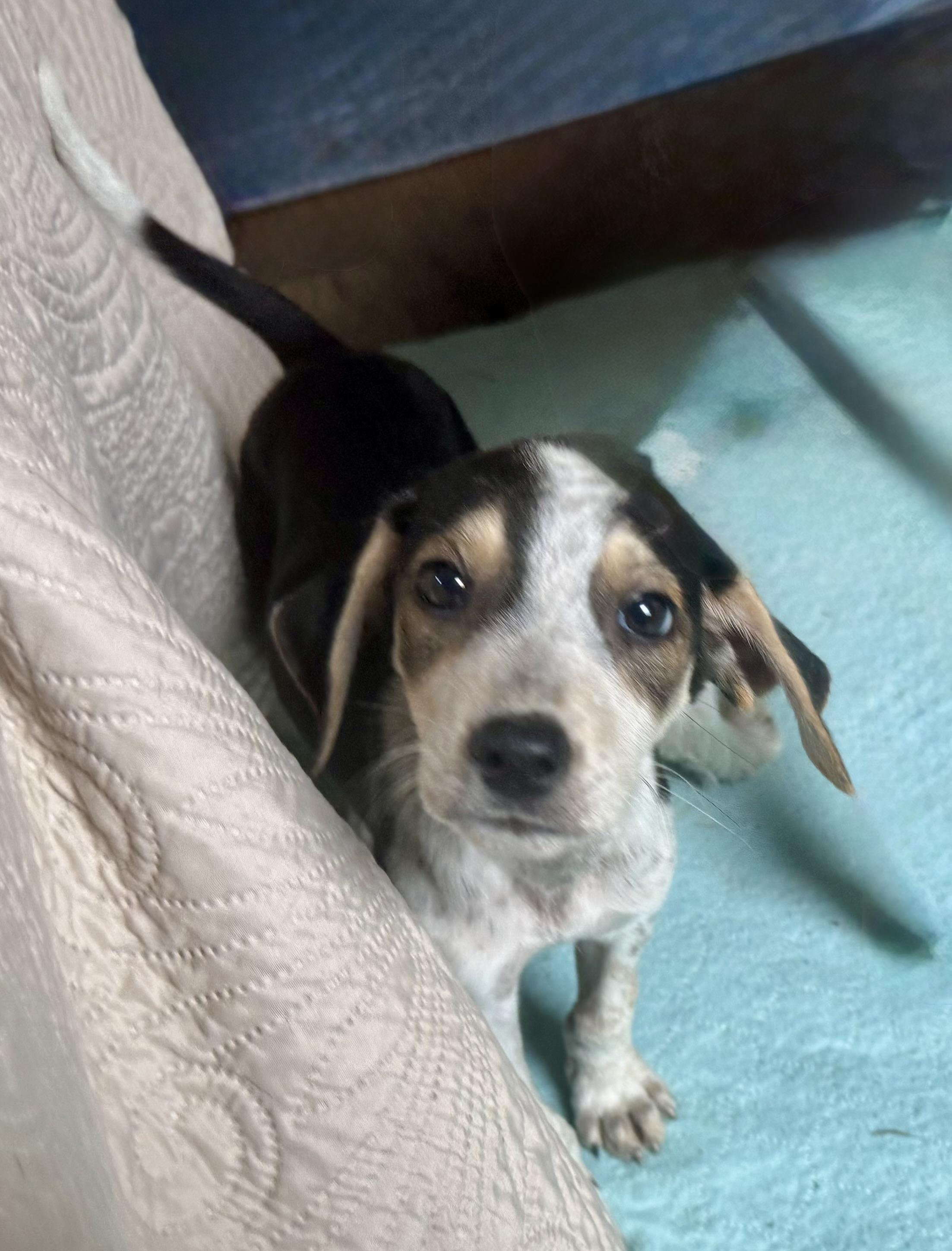 Enlarge Atlas, a ADOPTABLE mixed breed in Maiden, NC image 3/6