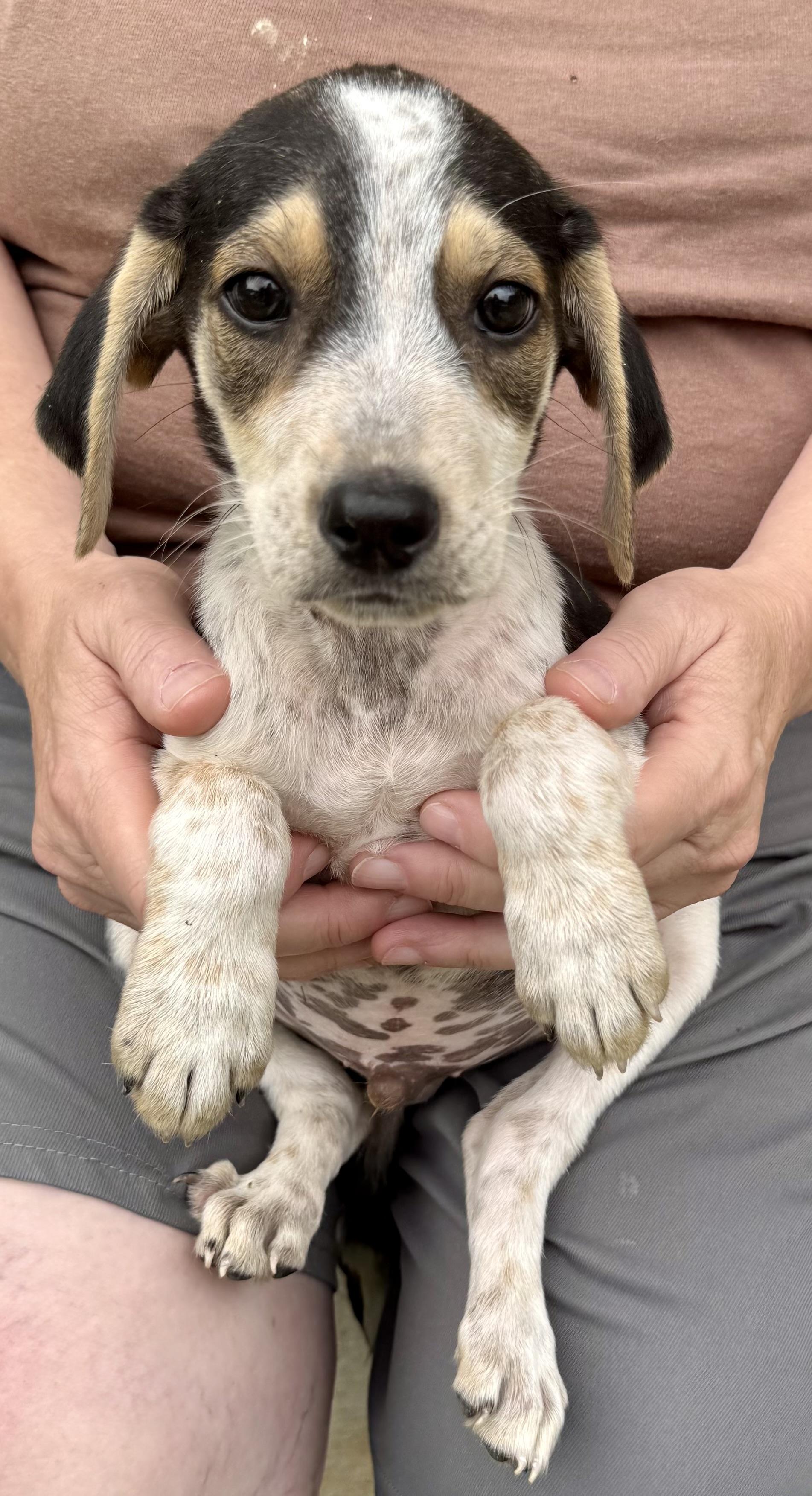 Enlarge Atlas, a ADOPTABLE mixed breed in Maiden, NC image 4/6
