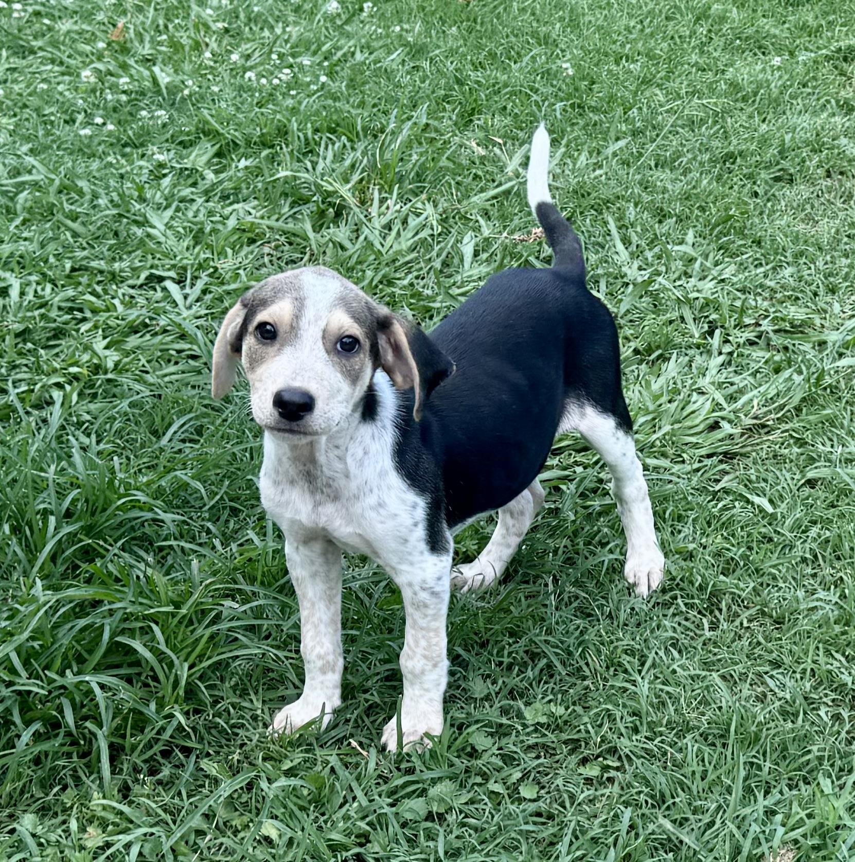 Enlarge Atlas, a ADOPTABLE mixed breed in Maiden, NC image 5/6