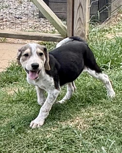 Enlarge Atlas, a ADOPTABLE mixed breed in Maiden, NC image 2/6