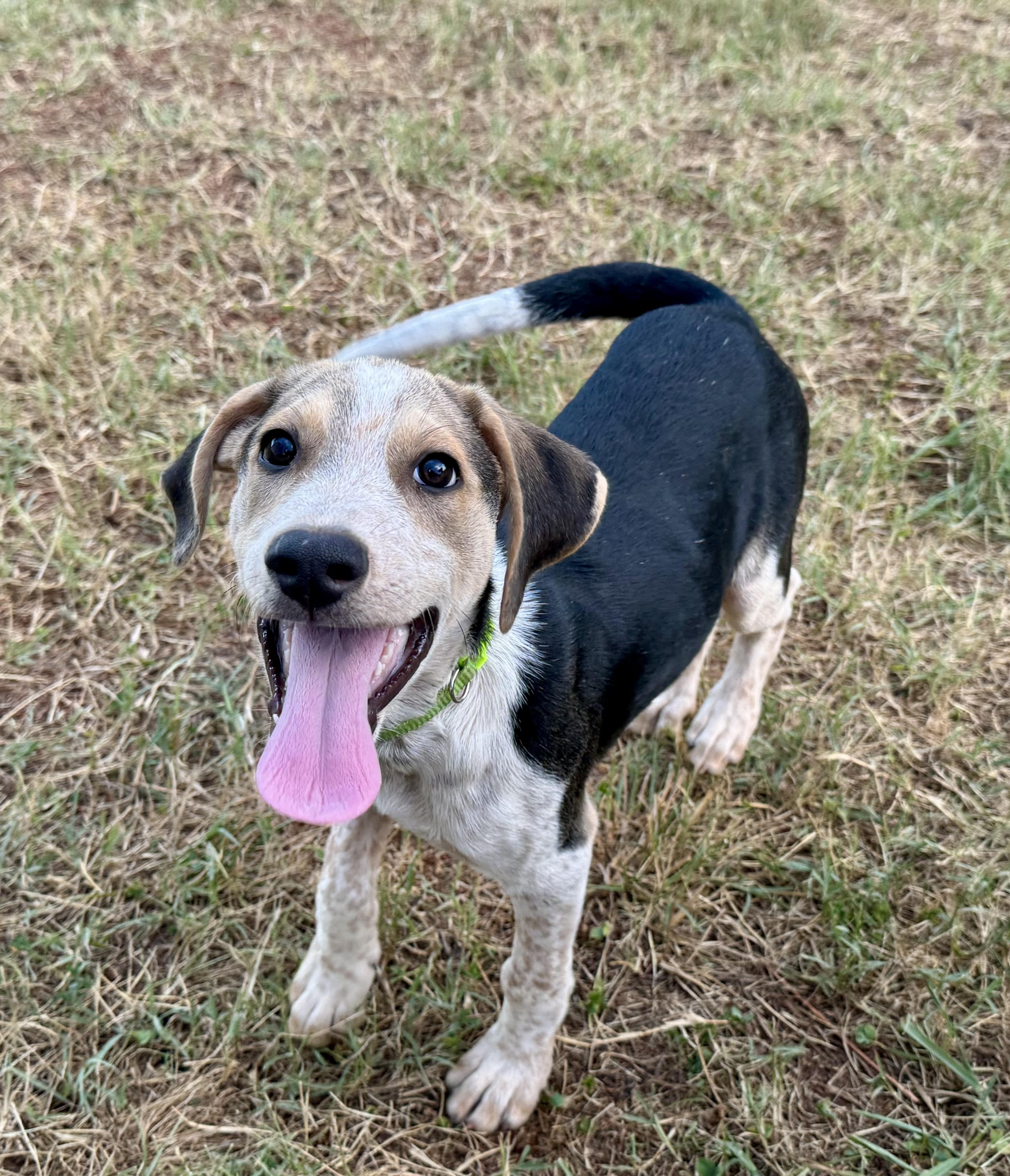 Atlas, a ADOPTABLE mixed breed in Maiden, NC image 4/5