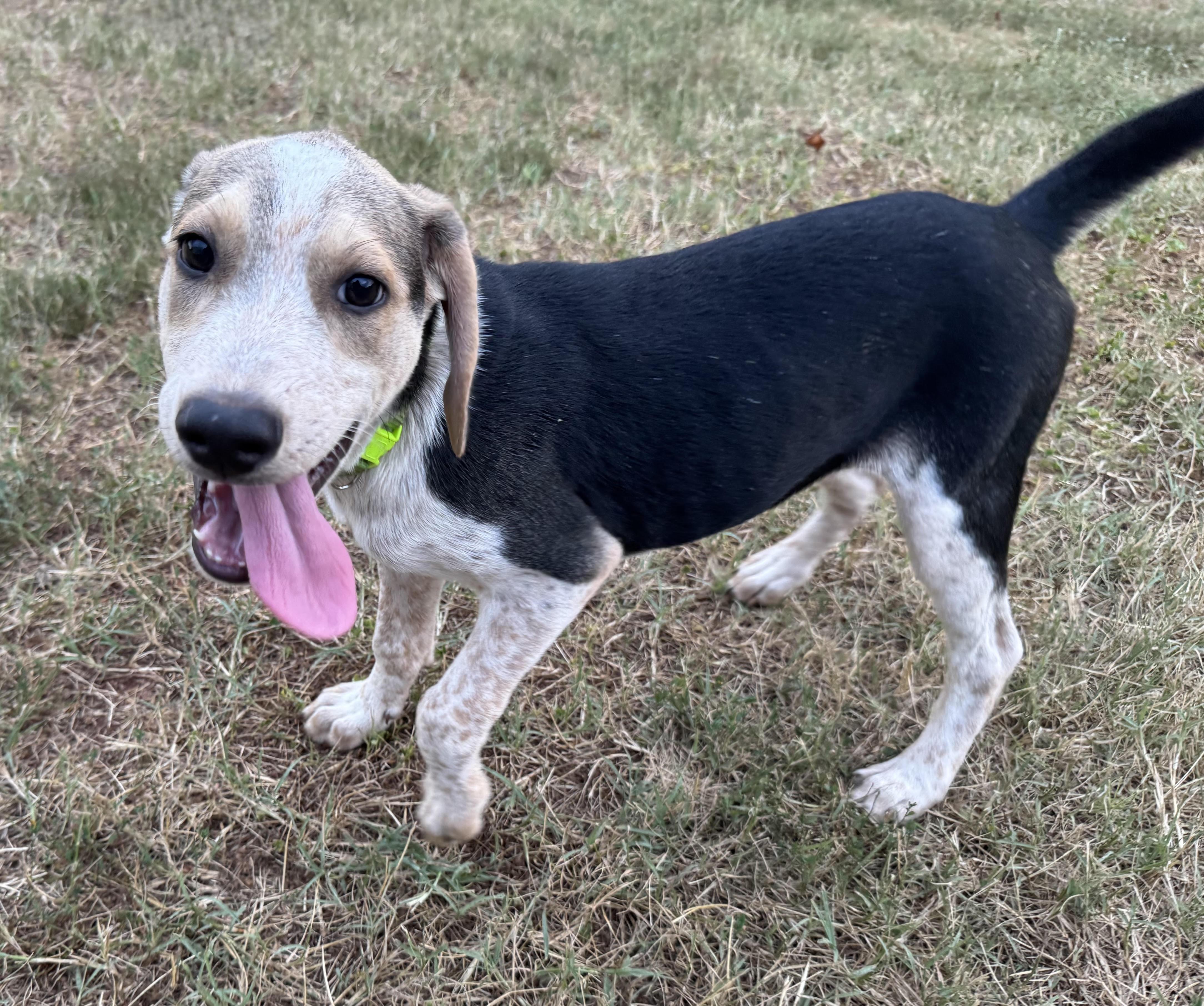 Atlas, ADOPTABLE, Puppy Male Hound.