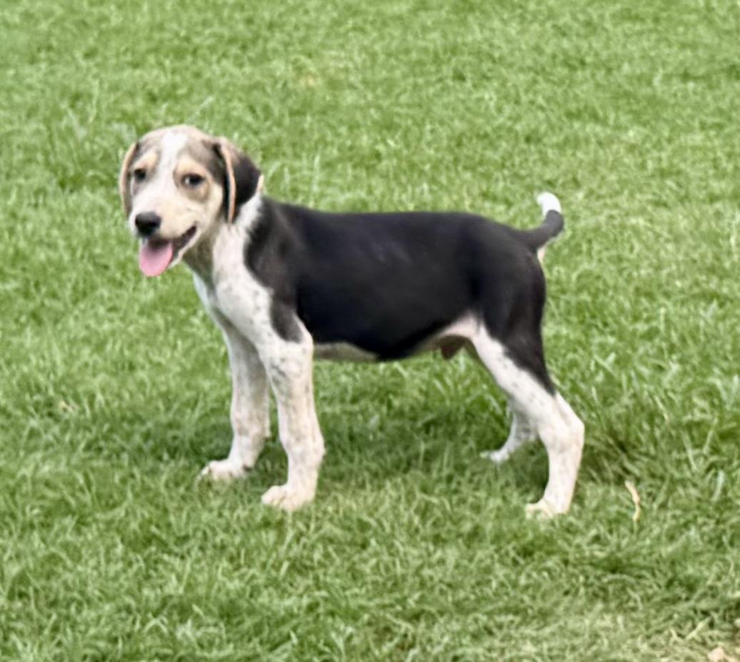 Atlas, ADOPTABLE, Puppy Male Hound.