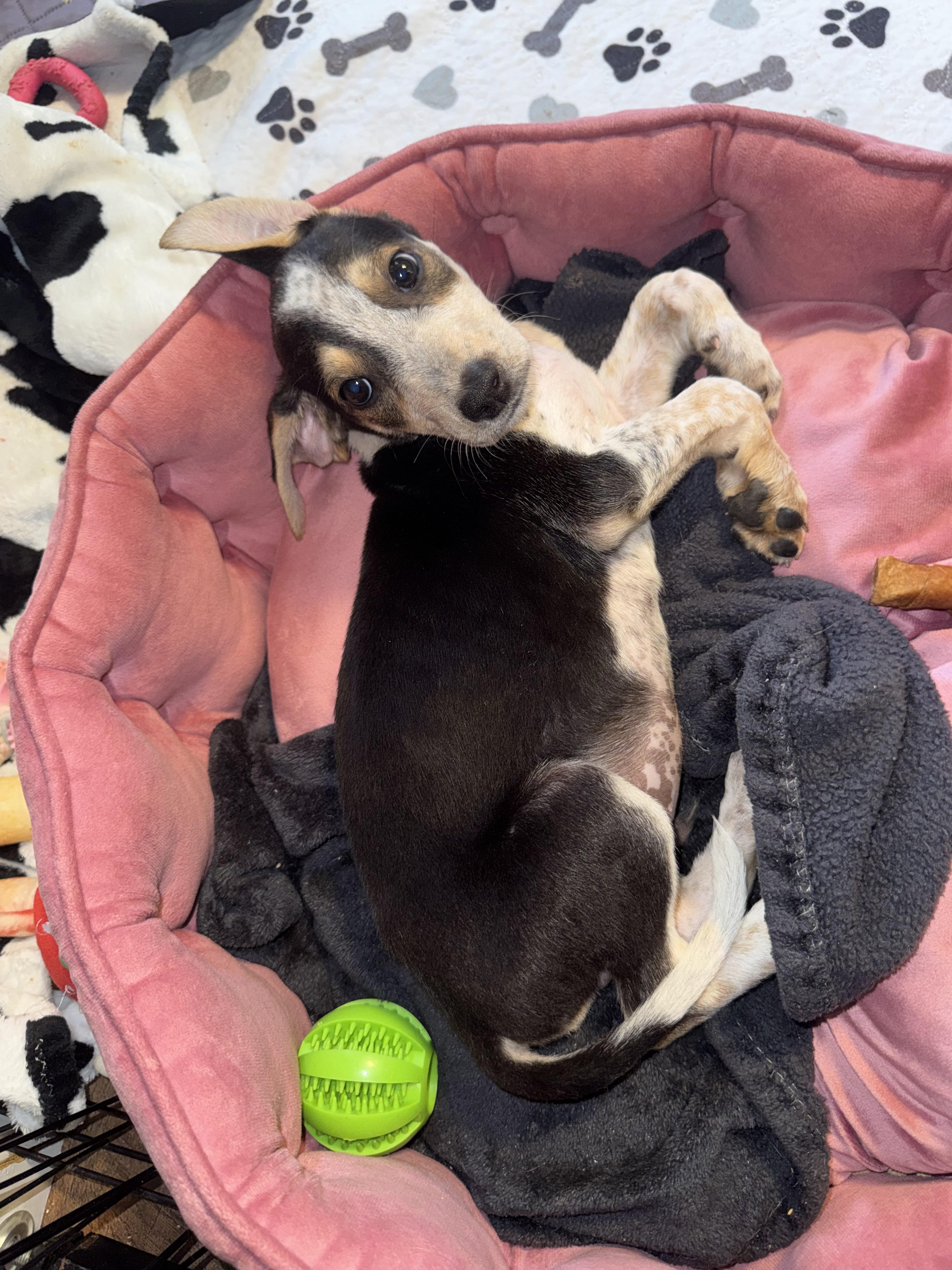 Enlarge Atlas, a ADOPTABLE mixed breed in Maiden, NC image 6/6