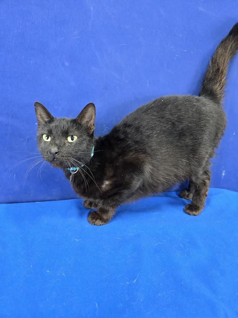 Molecule, Adoptable, Young Female American Shorthair.