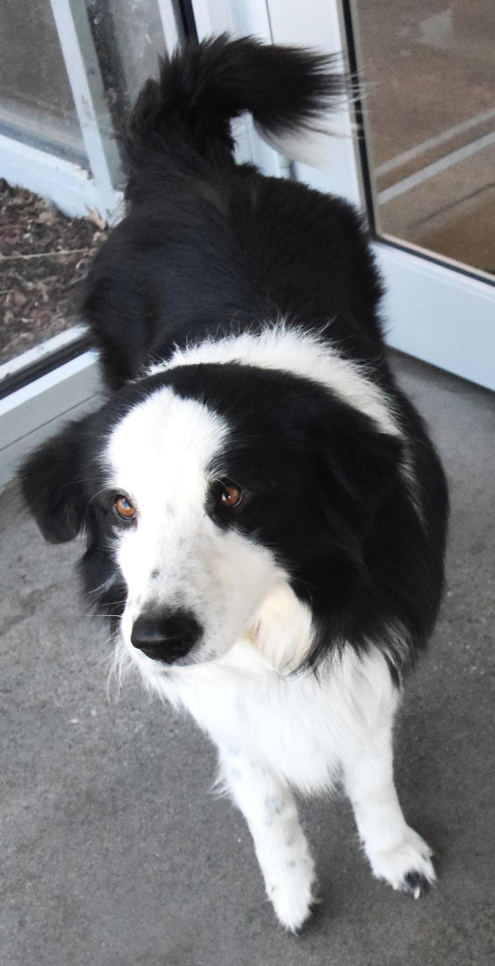 Enlarge #21981, an adopted mixed breed in Broken Arrow, OK image 1/1