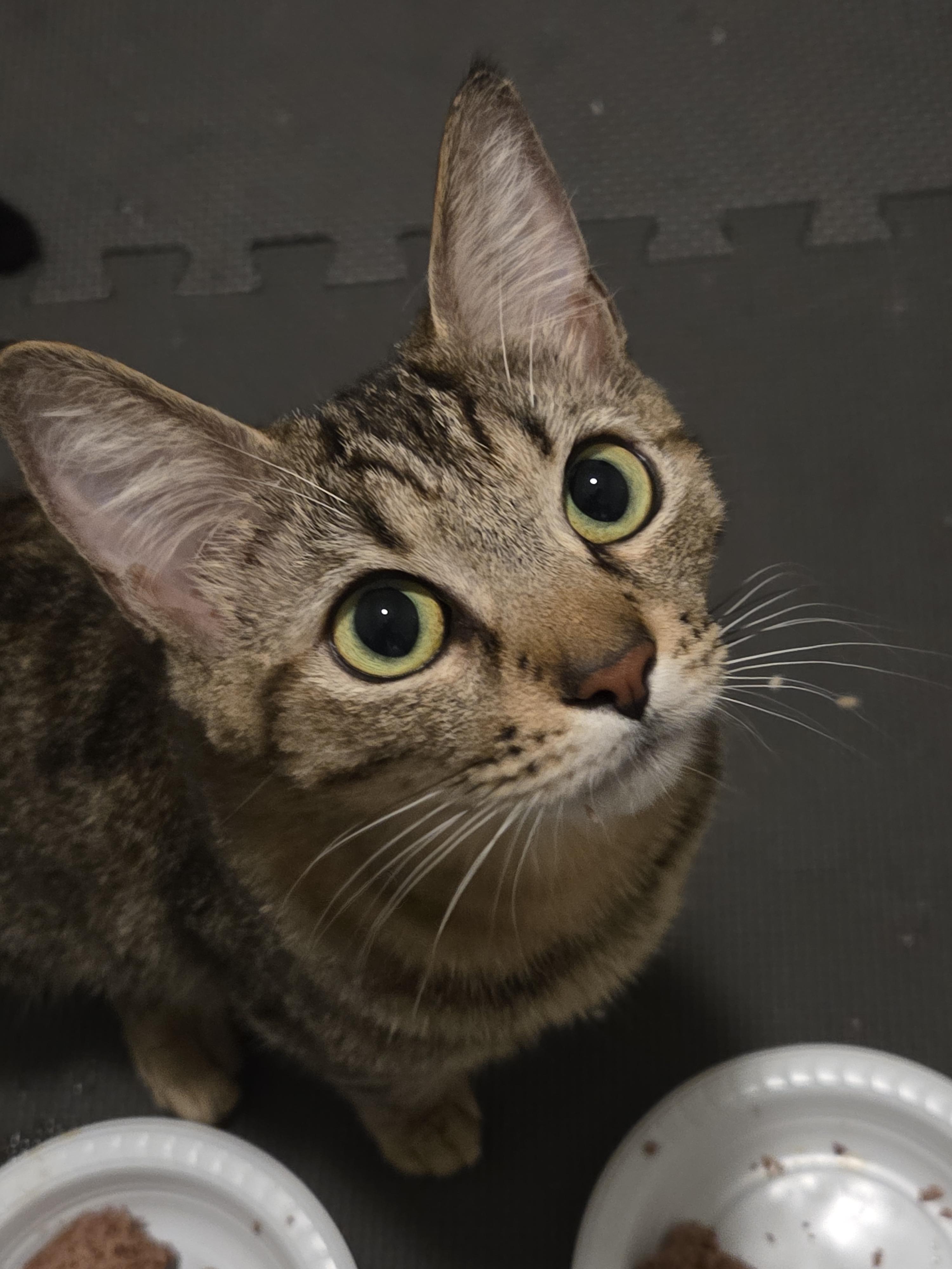 Enlarge Delia, a ADOPTABLE Domestic Short Hair in Los Angeles, CA image 1/1