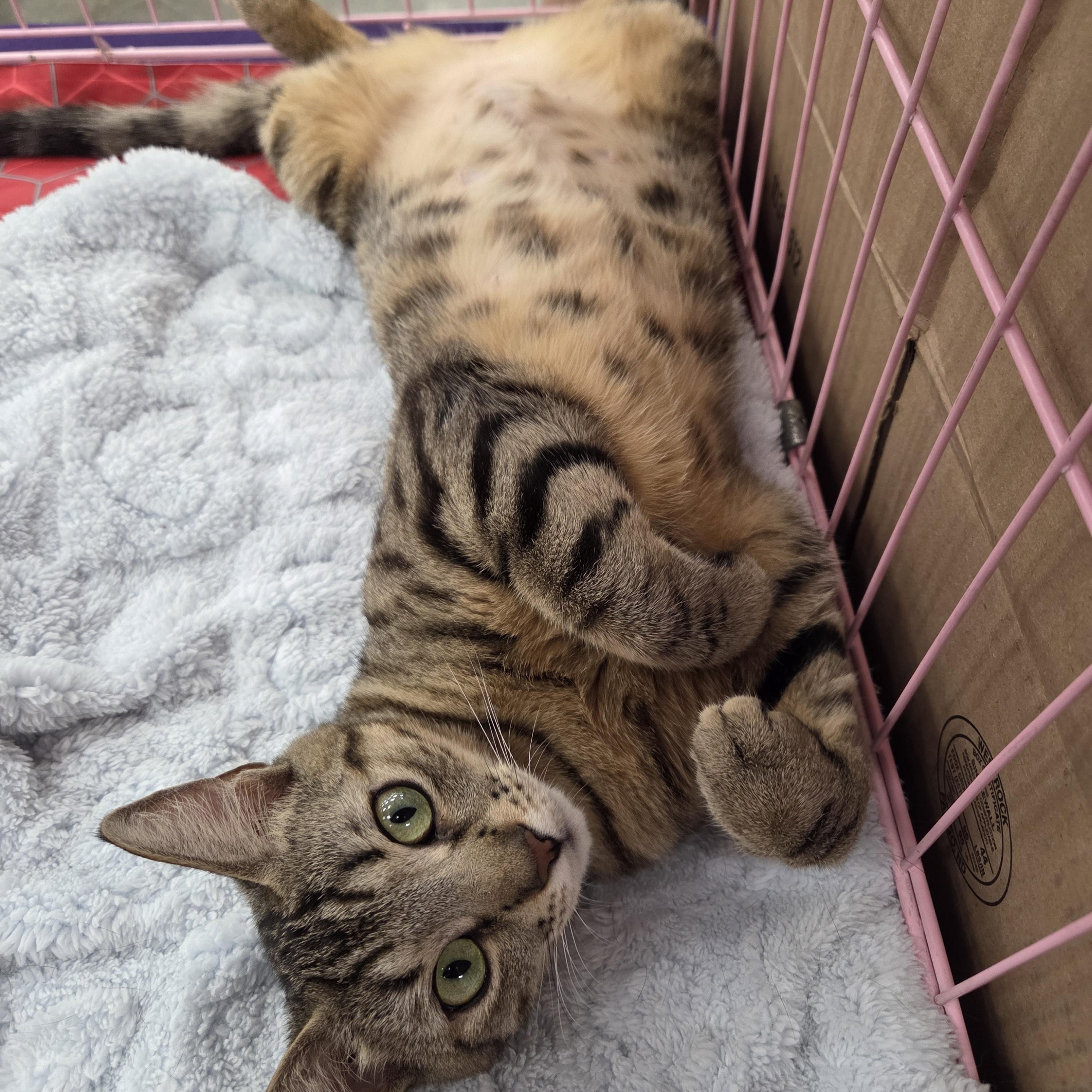 Delia, ADOPTABLE, Young Female Domestic Short Hair & Bengal.