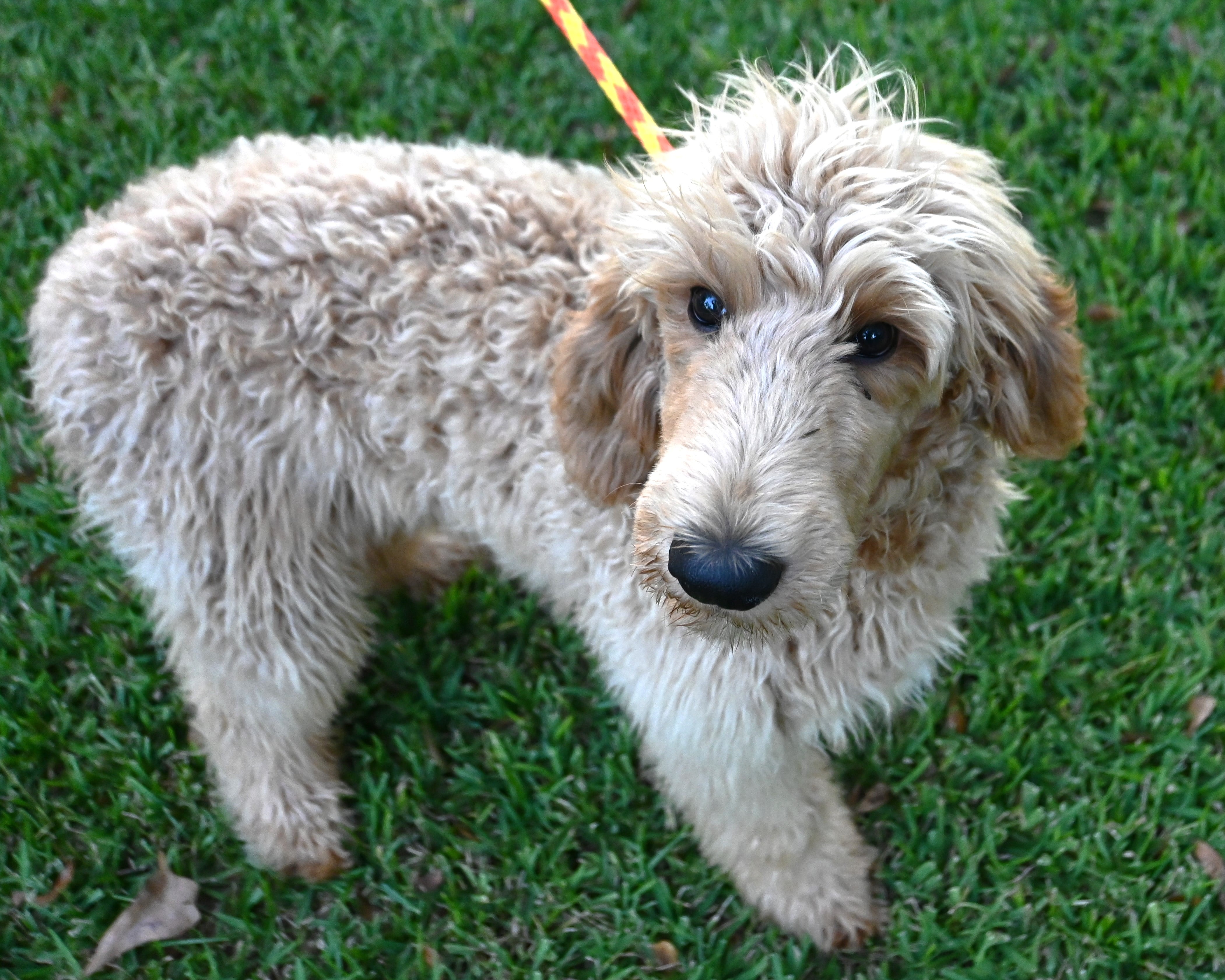 Dog for adoption Roland, a Standard Poodle in Farmington, CT Petfinder