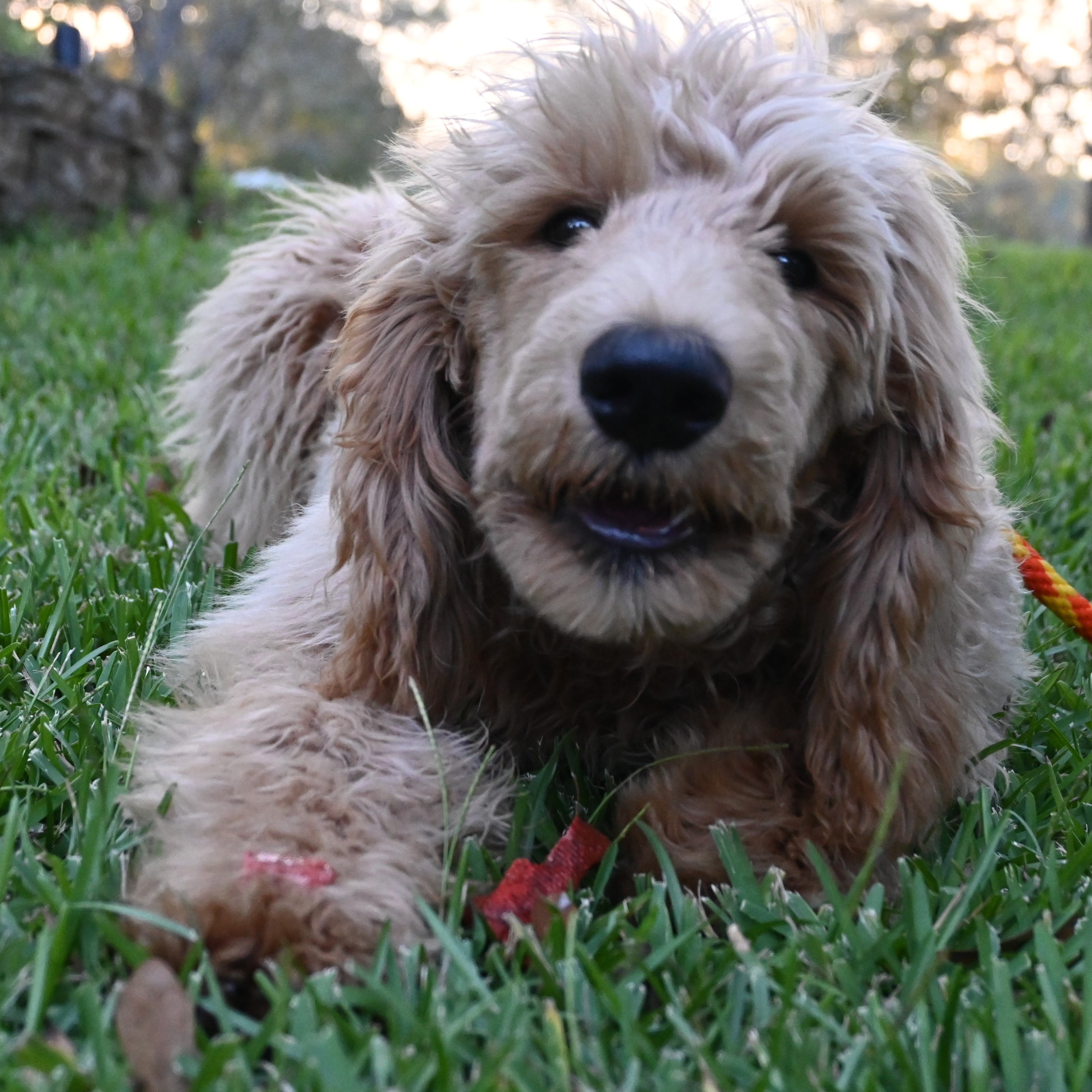 Dog for adoption Roland, a Standard Poodle in Farmington, CT Petfinder