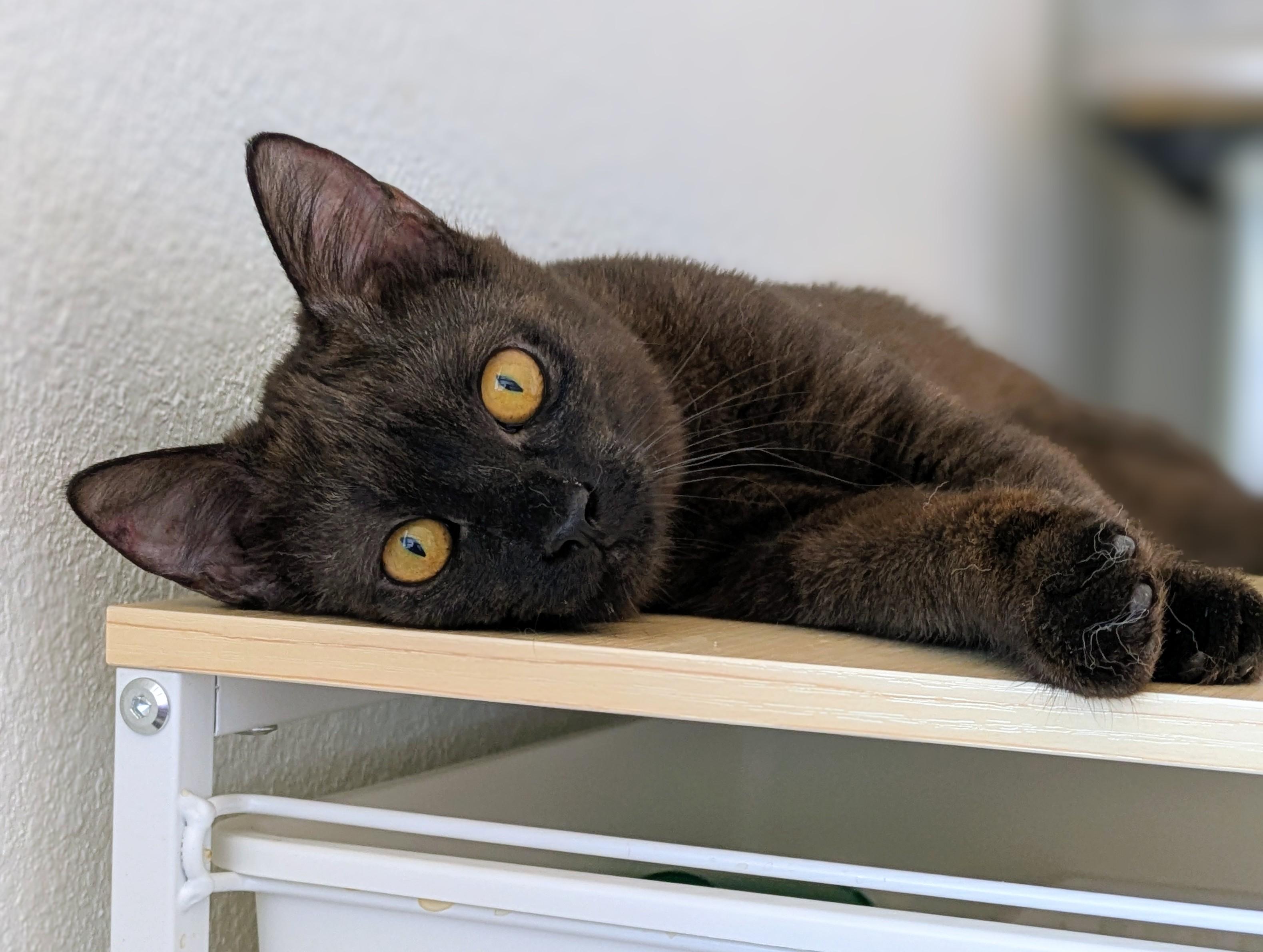 Enlarge Nori, an adopted Scottish Fold in Omaha, NE image 2/2