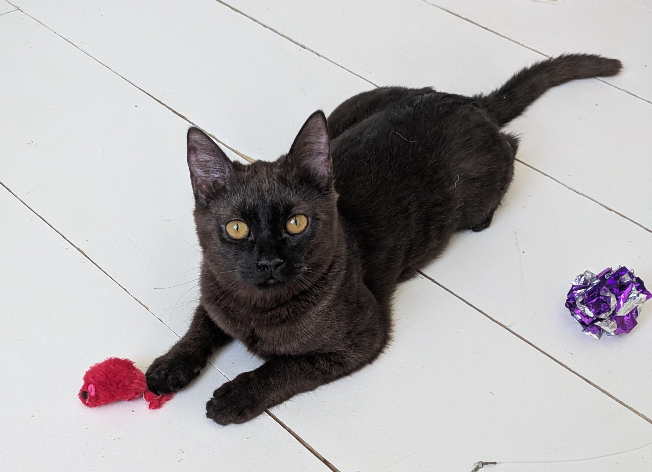 Enlarge Nori, an adopted Scottish Fold in Omaha, NE image 1/2