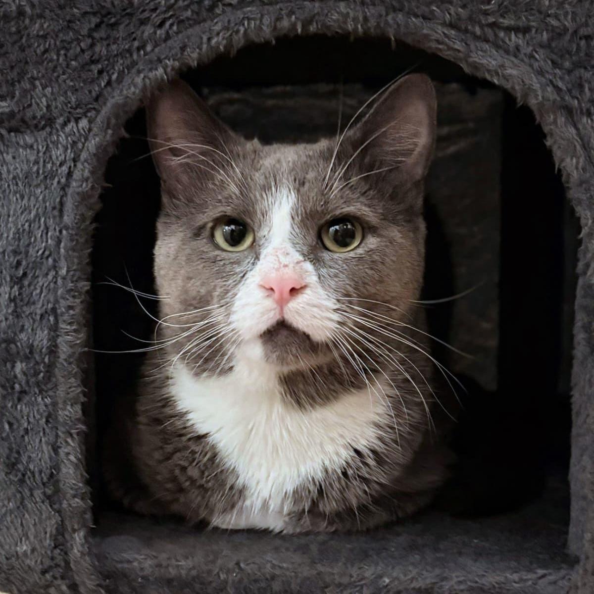 Porkchop, ADOPTABLE, Adult Male Domestic Short Hair.