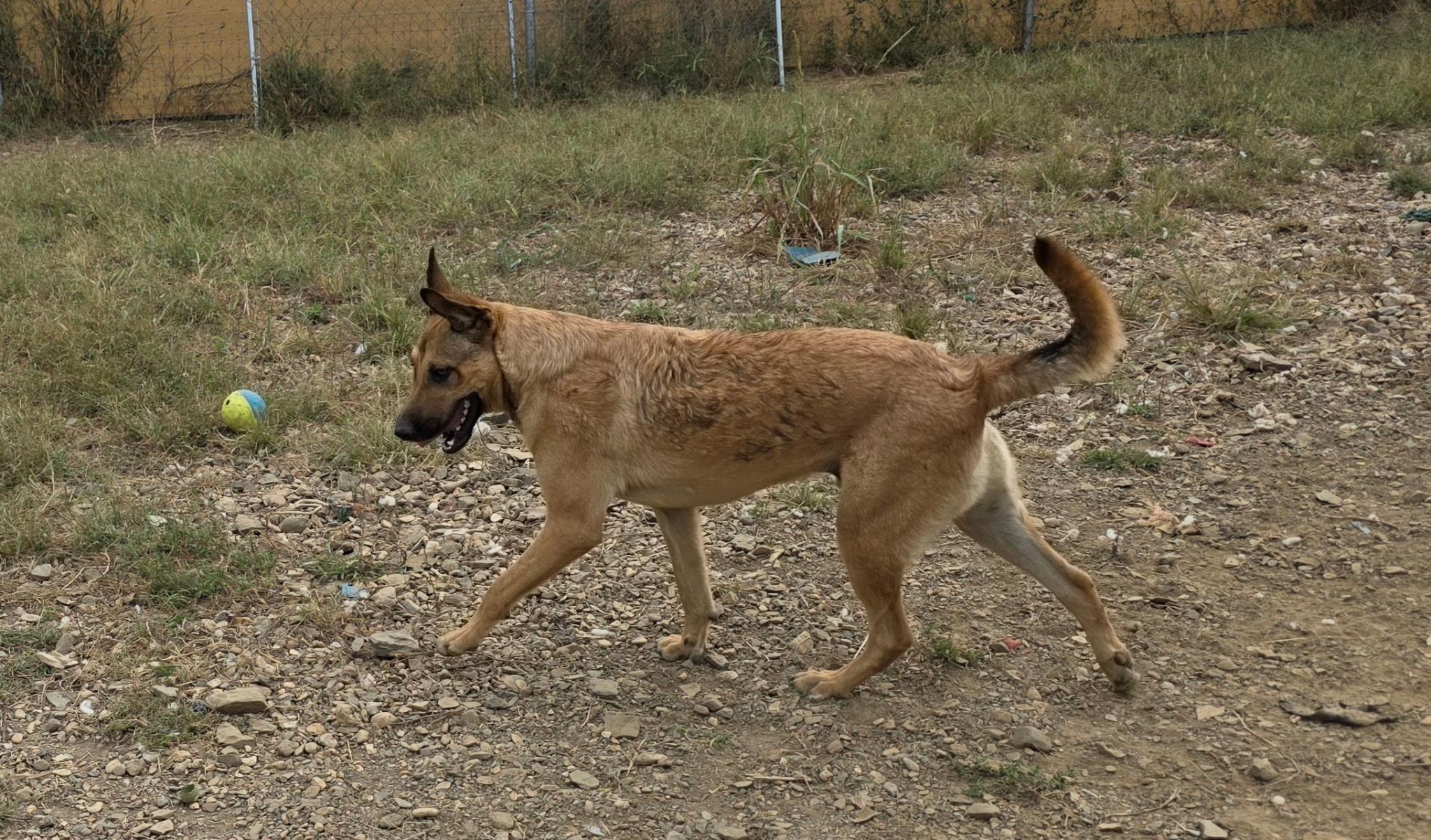 Enlarge Felix, a ADOPTABLE mixed breed in Muldrow, OK image 3/3