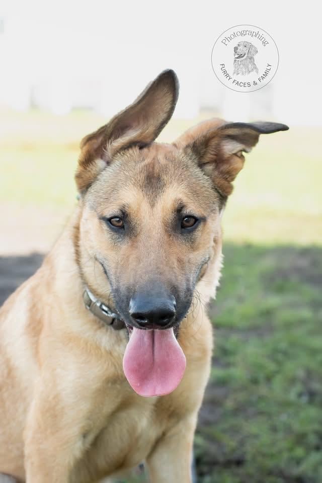 Enlarge Felix, a ADOPTABLE mixed breed in Muldrow, OK image 2/3