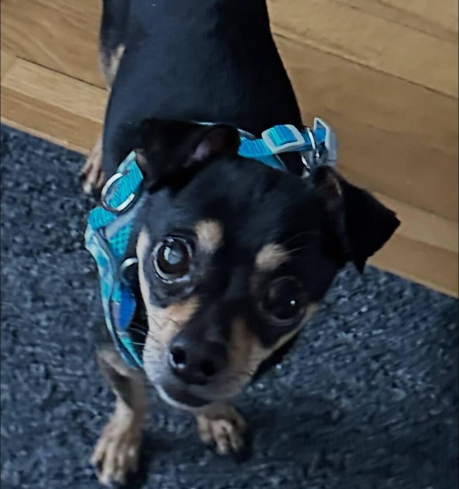 Milton, Adoptable, Senior Male Chihuahua.