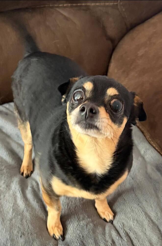Milton, Adoptable, Senior Male Chihuahua.