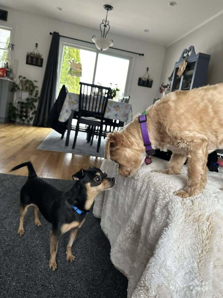 Milton, a Adoptable Chihuahua in Huntington, NY image 2/4