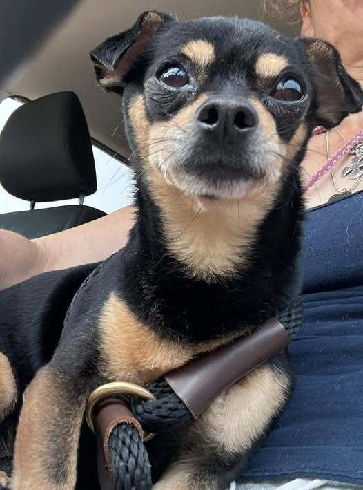 Milton, a Adoptable Chihuahua in Huntington, NY image 3/4