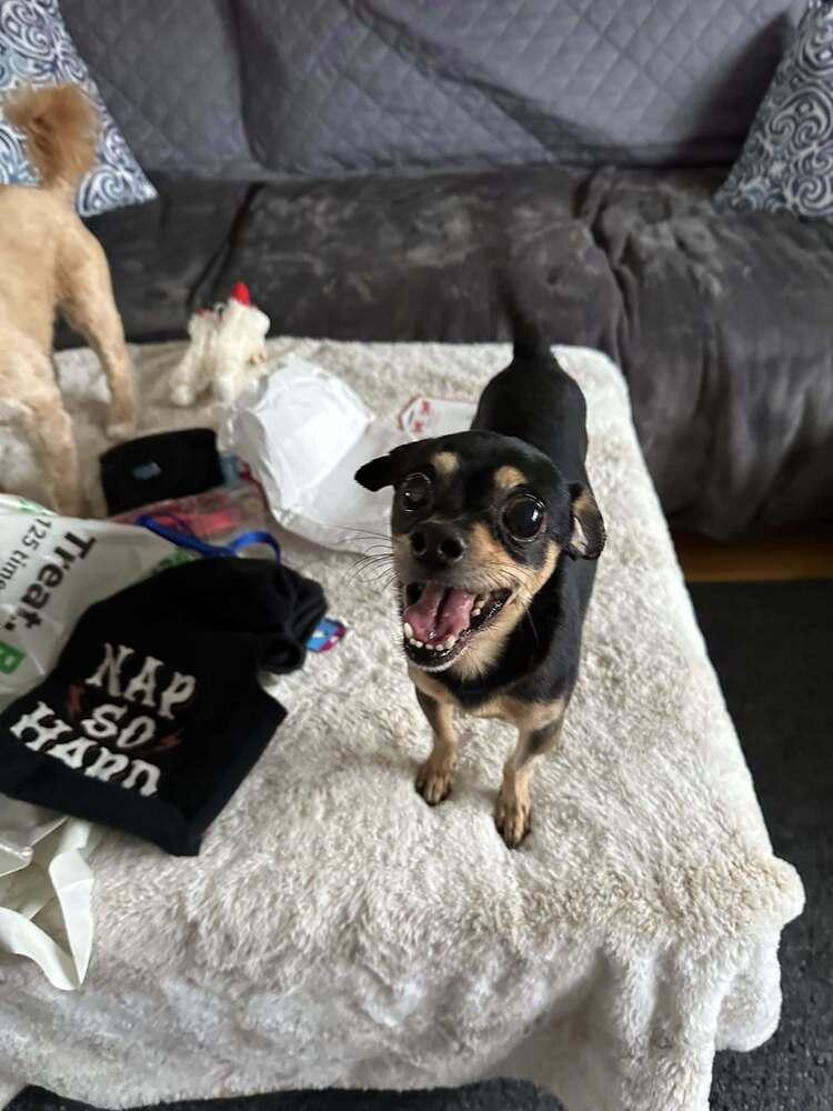 Milton, a Adoptable Chihuahua in Huntington, NY image 4/4