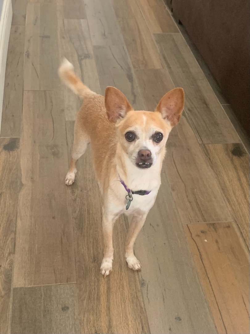 Bravo *Courtesy Post*, a Adoptable mixed breed in Newport Beach, CA image 2/5