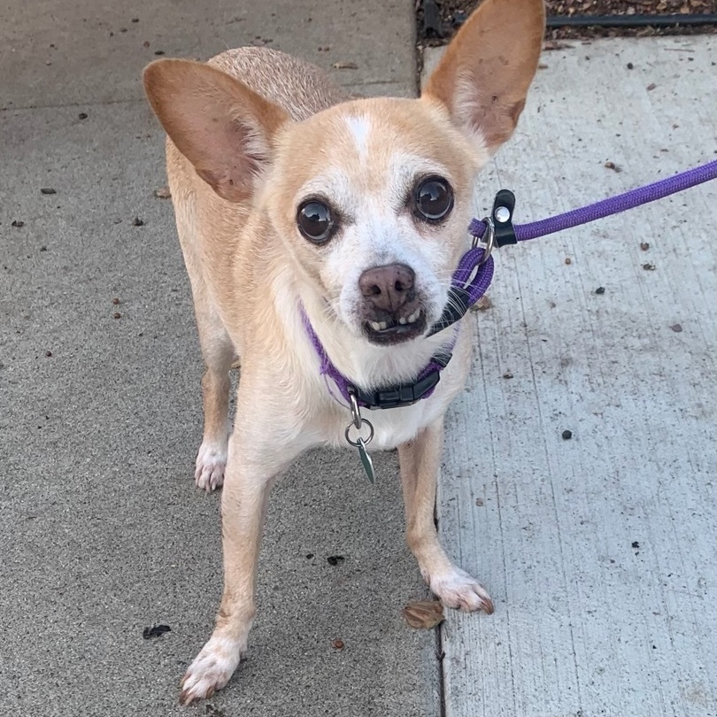 Bravo *Courtesy Post*, Adoptable, Senior Male Chihuahua.