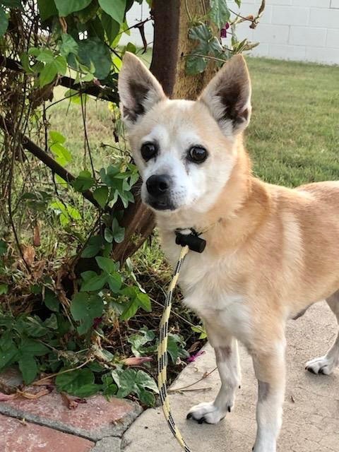 Bravo *Courtesy Post*, a Adoptable mixed breed in Newport Beach, CA image 1/5