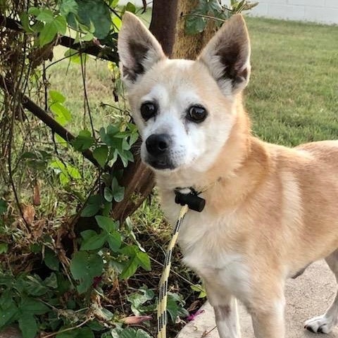 Enlarge Bravo *Courtesy Post*, a Adoptable mixed breed in Newport Beach, CA image 2/5