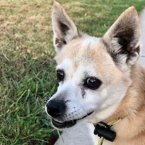 Enlarge Bravo *Courtesy Post*, a Adoptable mixed breed in Newport Beach, CA image 4/5