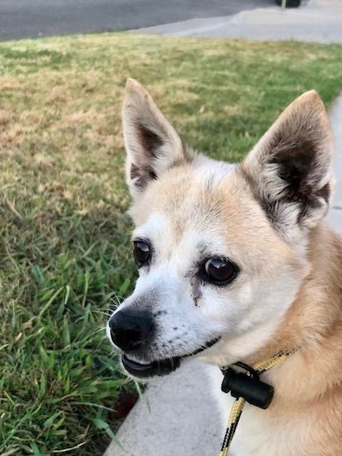 Bravo *Courtesy Post*, a Adoptable mixed breed in Newport Beach, CA image 4/5