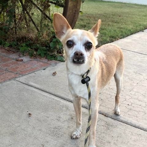 Enlarge Bravo *Courtesy Post*, a Adoptable mixed breed in Newport Beach, CA image 5/5